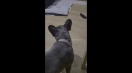French bulldog freaked at its own reflection