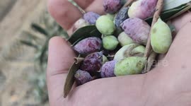 The beginning of the olive harvest season in gaza.