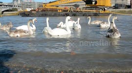 swans  enjoy a morning swim on the river Thames London uk .