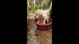 4 weeks old Labrador pappy having a first bath with cold natural water