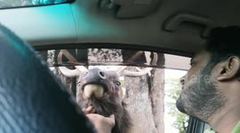 Now sambar deers get use to eat from the peoples at horton plans national park sri lanka