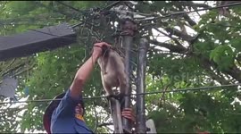 PADANG city fire department evacuates monkey trapped on power pole