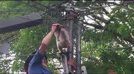 Heroic Indonesian firefighters save monkey trapped in overhead cables in Padang