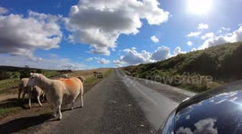 Sheep taking up the road on the North Yorkshire Moors