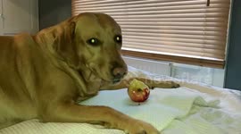 Gorgeous fox-red Labrador Honey chomps a fresh apple in this ASMR delight!!