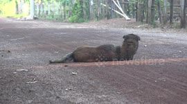 An old dog tries to keep in shape with some early morning exercises on a quiet rural road in Thailand.
