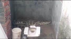 Man shocked to see huge crocodile in his toilet