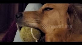 Golden Retriever Loves Her Ball So Much She Falls Asleep With It In Her Mouth
