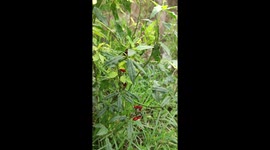 Cute Jewel Beetles are Born Together in their Colony on a Plant and Gathering to Reproduce
