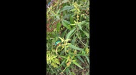 Cute Jewel Beetles Meet Their Jewel Bug Mother and Grows Together in Their Colony