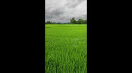 Beautiful Green Crops Filed in Cloudy Weather and Thunderstorm in Bangladesh