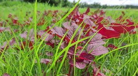Cute Red Plants in Green Filed and Windy Cloudy Weather of Bangladesh