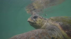 Amazing Close ups of Loggerhead turtles in the port of Argostoli Kefalonia