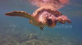 Amazing close up of loggerhead turtles swimming off the island of Zakinthos Greece