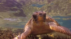 Amazing close up of Loggerhead turtle feeding off the island of Zakinthos, Greece