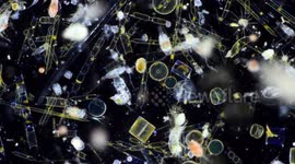 Like a scene from another world - but these are