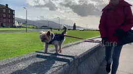 A little Yorkshire Terrier walking on top of the sea wall at Largs in Scotland