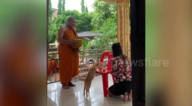 Demanding stray cat pesters monk as he performs solemn ceremony