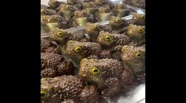 FREAKY FOOD: 'Hannibal Lecter' mum 'accused of cannibalism' creates hyper-realistic BRAINS, 'human' hearts and fingers – and it's all edible Part 3