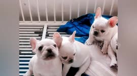 French bulldog puppy mimics owner saying 'I love you mama'