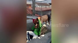 Pampered pet pooch piggybacks on worker to climb down unfinished stairway