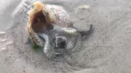 Clever baby octopus uses empty shell to hide from tourists on Thai beach