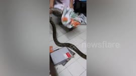 Brave aunties catch snake using bare hands when it raided their home at night