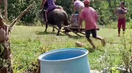 Couple falls from fussy carabao during riding practice for wedding