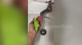 Calm pet parrot lays still while showering under faucet
