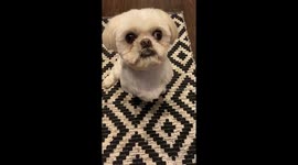 Adorable dog 'malfunctions' after hearing his trigger word