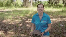 Find out more about the vitally important gopher turtle