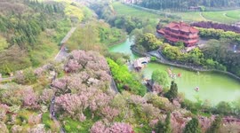 Cherry Blossom In Xingyi City, China