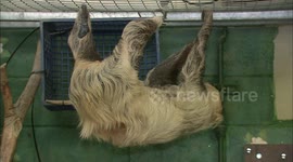 Sinfully good: see how the sloth uses long claws to climb