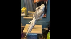 Melodic cockatiel dances to beat of Indian pop song