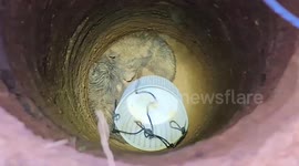 Three trapped puppies rescued from bottom of well in Thailand