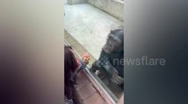 Monkey see, monkey smooch! Chimpanzee tries to kiss visitor through enclosure glass