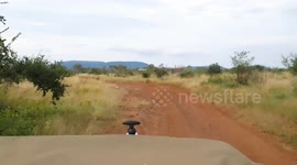 Four lions battle for domination few metres away from stunned safari tour