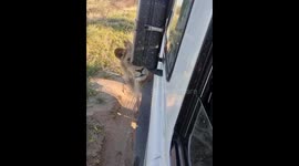Lion LUNGES at motorist who left window open during safari drive