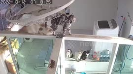 Curious pet cat falls into hollow steel bar while walking across door frame