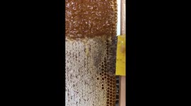 Watch oddly satisfying harvesting of honey!