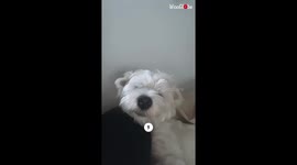 Lively Westie's Top 10 MOST ADORABLE moments *Heartwarming Compilation*