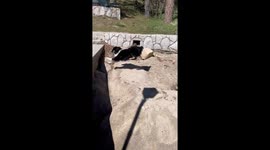 Ouch! Dog runs head-first into brick wall