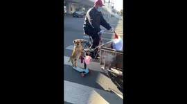 Dog rides scooter alongside owner cycling along road in China