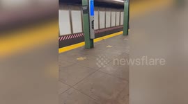 Video shows rat carrying HUGE bread roll the size of a tennis ball through the New York subway
