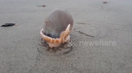 Shy hermit crab buries itself under sand when tourist passes by on Thai beach
