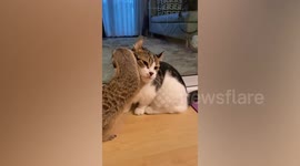 Sweet pet meerkat cuddles with cat friend
