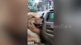 'Hot dog' falls asleep while cooling off in front of truck air conditioner