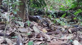 Huge cobra and python found battling to death on forest floor in Thailand