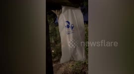 Puppies rescued after being found in bag left hanging on tree in China