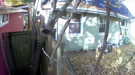 Security camera captures rare sighting of beautiful animal mutation